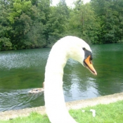 Photo de Cygne