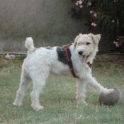 Photo de Fox terrier  poil dur