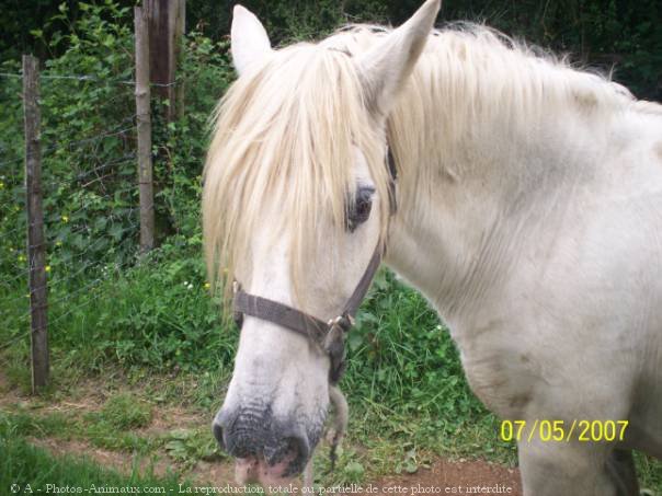 Photo de Camargue