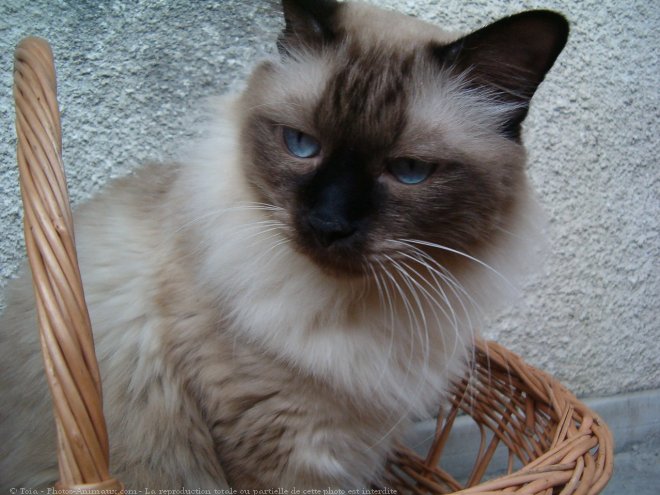 Photo de Sacr de birmanie