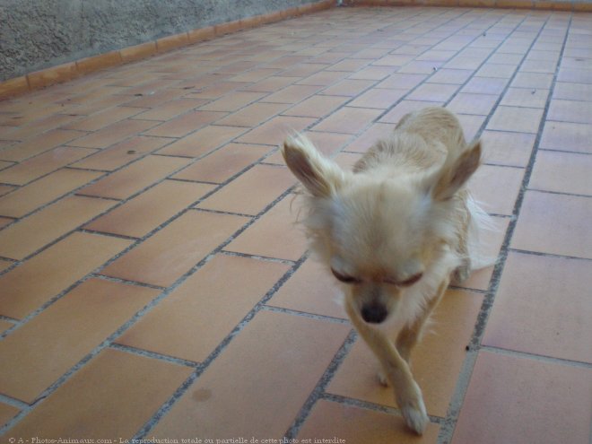 Photo de Chihuahua  poil long