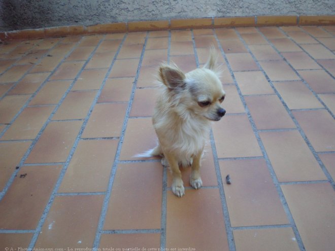 Photo de Chihuahua  poil long