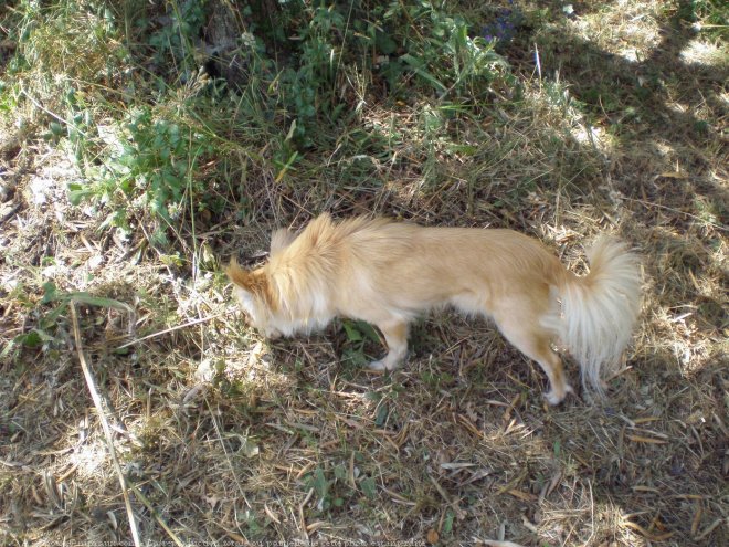 Photo de Chihuahua  poil long