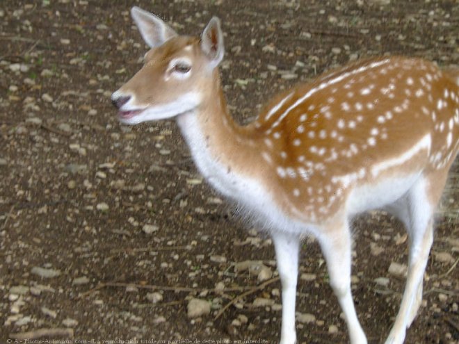 Photo de Biche