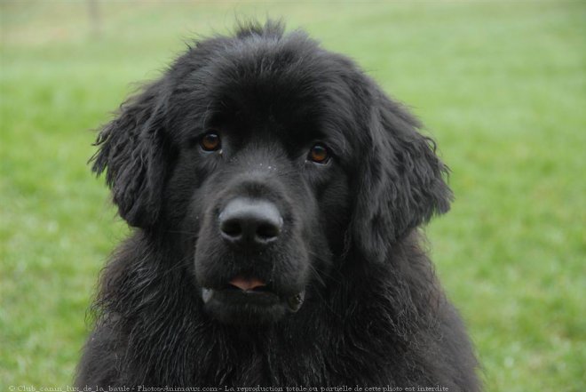 Photo de Chien de terre-neuve