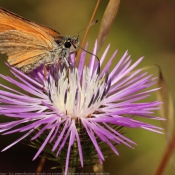 Photo de Papillon