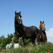 Photo de Races diffrentes