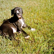 Photo d'American staffordshire terrier