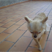 Photo de Chihuahua  poil long