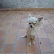 Photo de Chihuahua  poil long