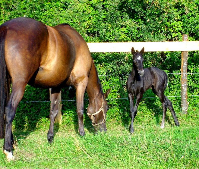 Photo de Races diffrentes