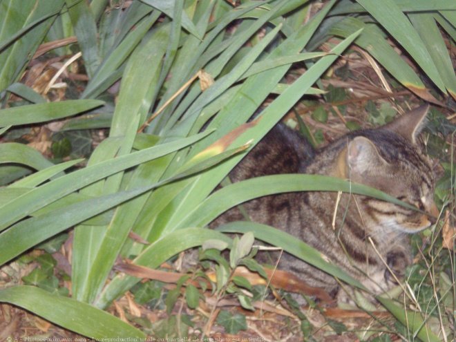 Photo de Chat domestique