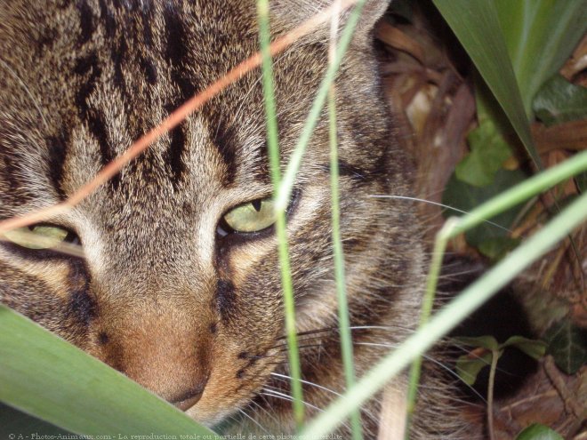 Photo de Chat domestique