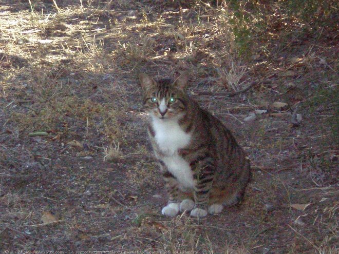 Photo de Chat domestique