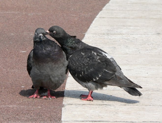 Photo de Pigeon