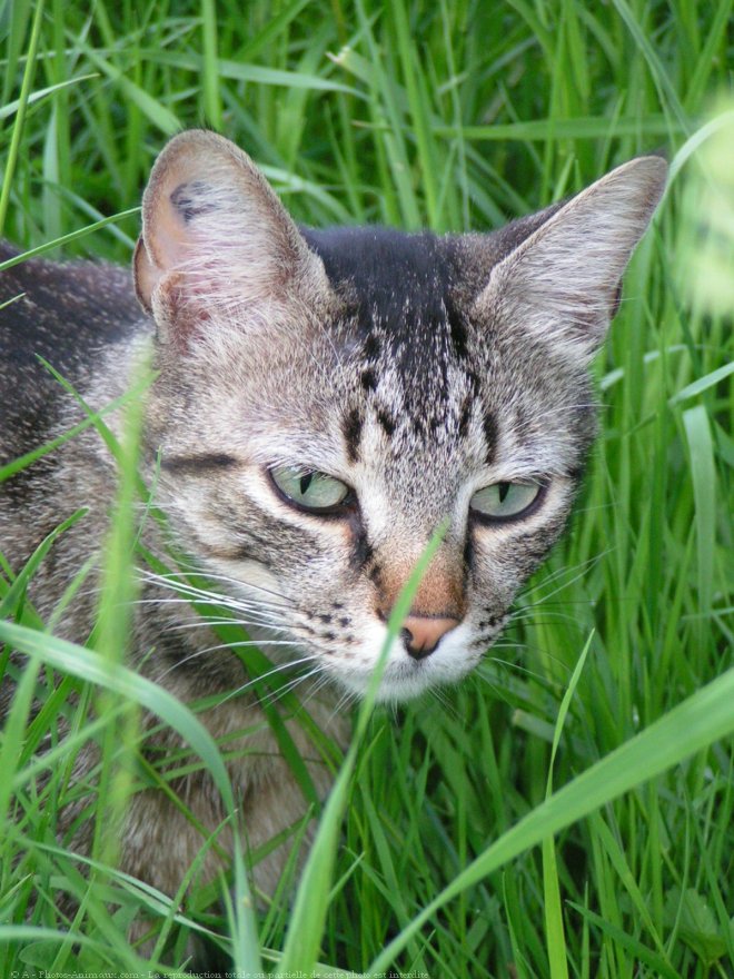 Photo de Chat domestique