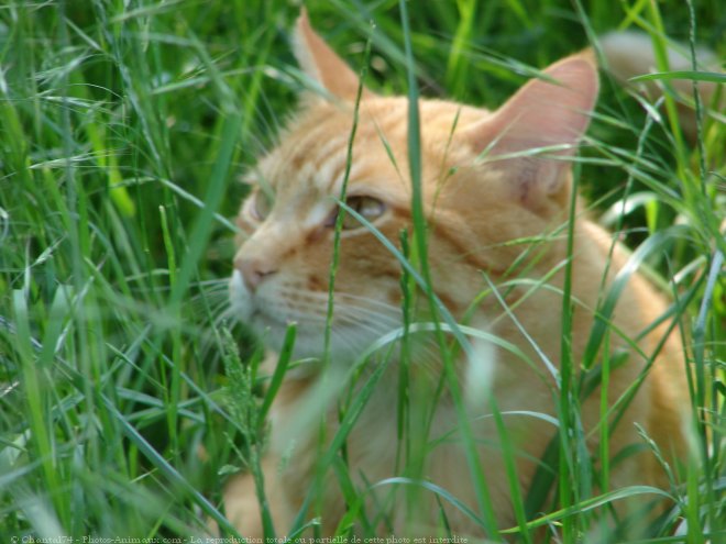 Photo de Chat domestique