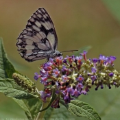 Photo de Papillon