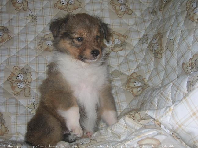 Photo de Chien de berger des shetland