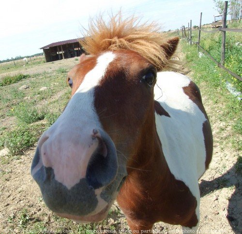 Photo de Poney franais de selle