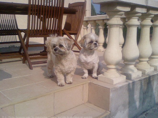 Photo de Lhassa apso