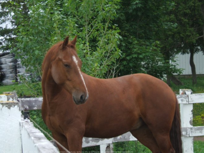 Photo de Quarter horse