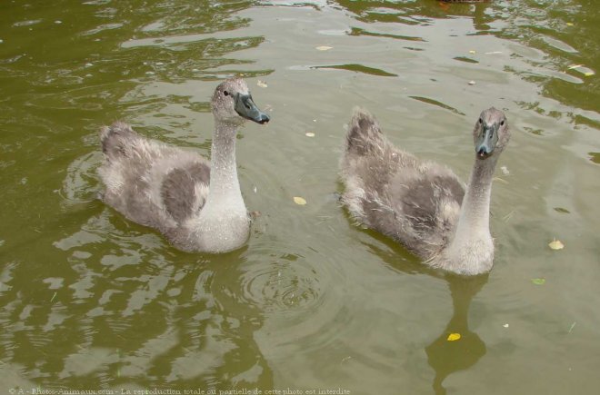 Photo de Cygne