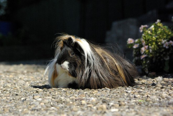 Photo de Cochon d'inde - pruvien