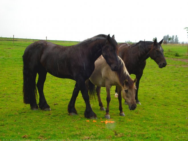 Photo de Races diffrentes