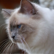 Photo de Sacr de birmanie