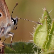 Photo de Papillon