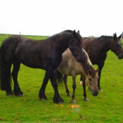 Photo de Races diffrentes