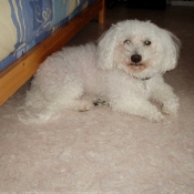 Photo de Bichon  poil fris