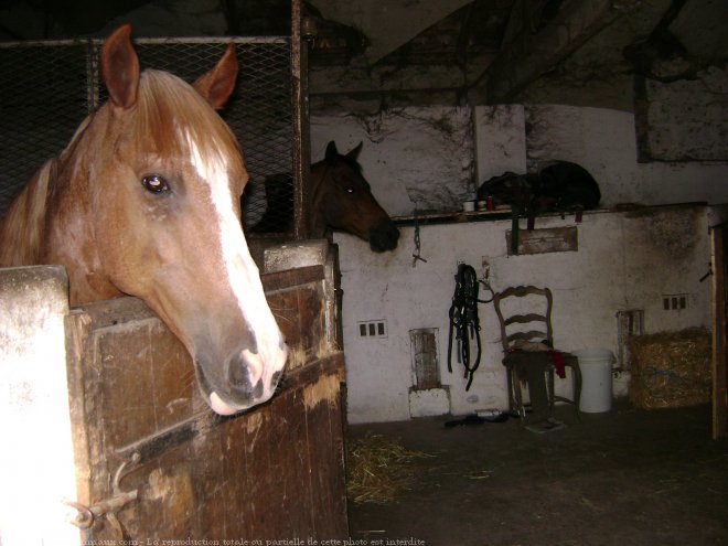 Photo de Races diffrentes