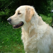 Photo de Golden retriever