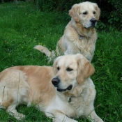 Photo de Golden retriever