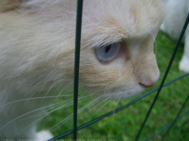 Photo de Ragdoll