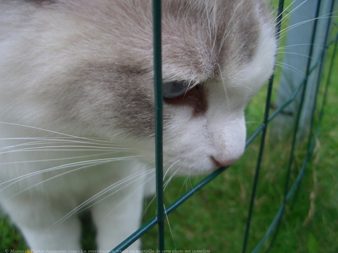 Photo de Ragdoll