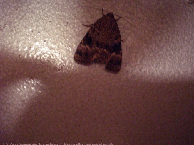 Photo de Papillon