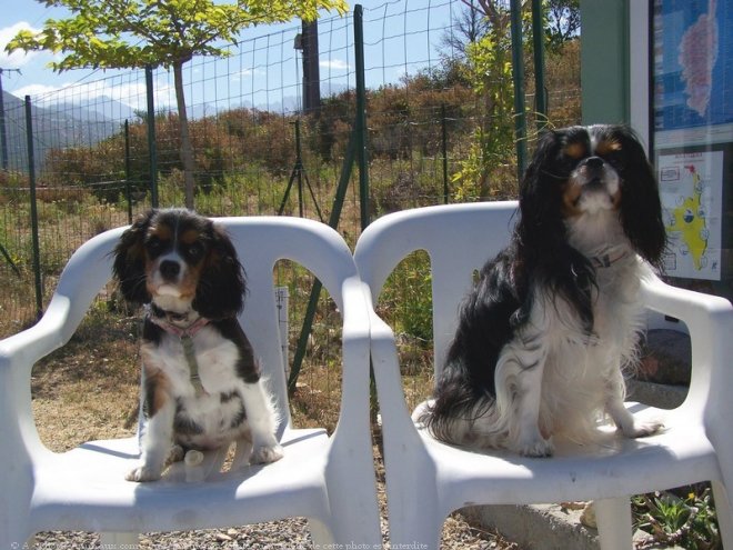 Photo de Cavalier king charles spaniel