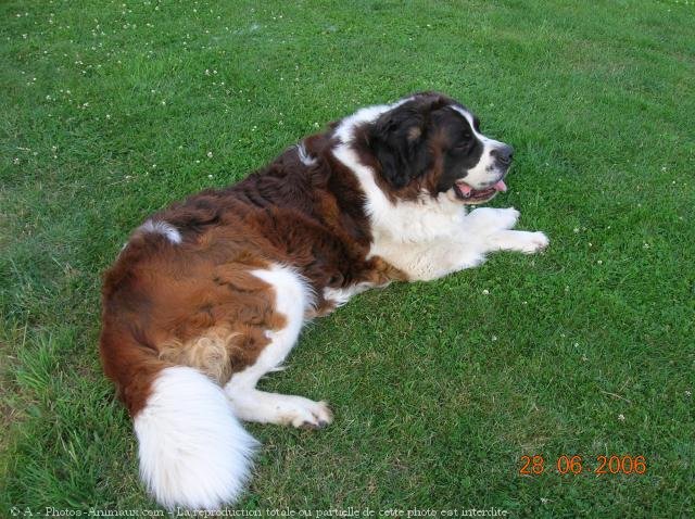 Photo de Saint-bernard poil long