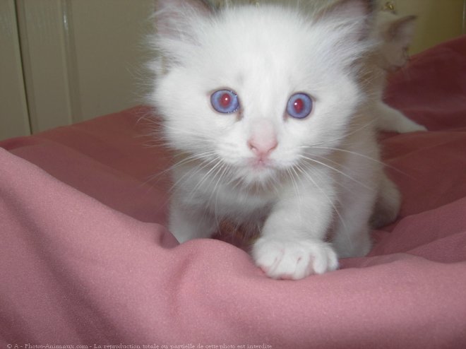 Photo de Ragdoll