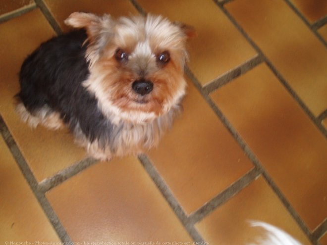 Photo de Yorkshire terrier