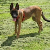 Photo de Berger belge malinois