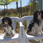 Photo de Cavalier king charles spaniel