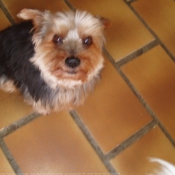 Photo de Yorkshire terrier