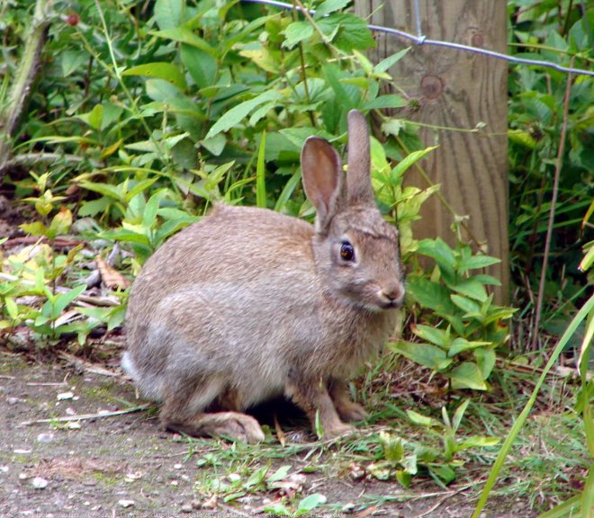 Photo de Lapin