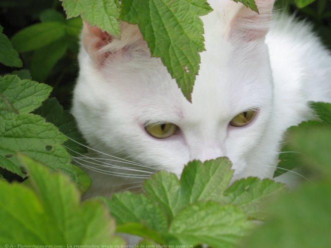 Photo de Chat domestique