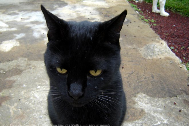 Photo de Chat domestique