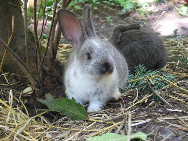 Photo de Lapin